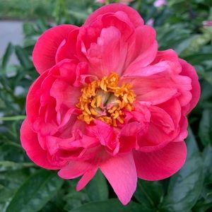 Meet your Posher, Margaret